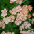 Verbena x hybrida 'Peach Picotee'