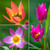 The Wild Tulip Collection