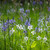 Orchard Camassia and Daffodil Collection