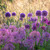 Firework Border Allium Collection