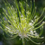 Allium schubertii 'Arctic Snow'