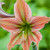 Amaryllis 'Giraffe'