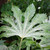 Fatsia japonica 'Tsumugi-shibori' (syn. 'Spiders Web')