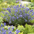 Lavandula angustifolia 'Essence Purple'