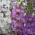 Angelonia angustifolia 'Serena Mix'