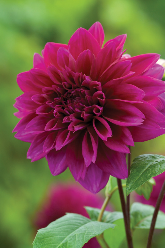 Buy Dahlia Collection Sarah Raven