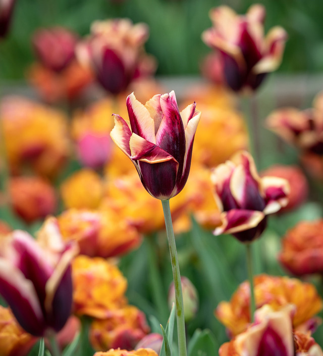 Buy Tulip 'Slawa' Bulbs Sarah Raven