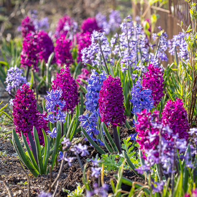The Jewel Hyacinth Collection Hyacinth Bulbs Sarah Raven
