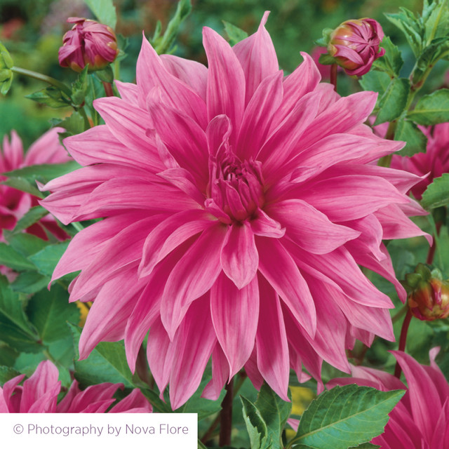 Buy Dahlia 'Babylon Rose' Dahlia Plants & Tubers Sarah Raven