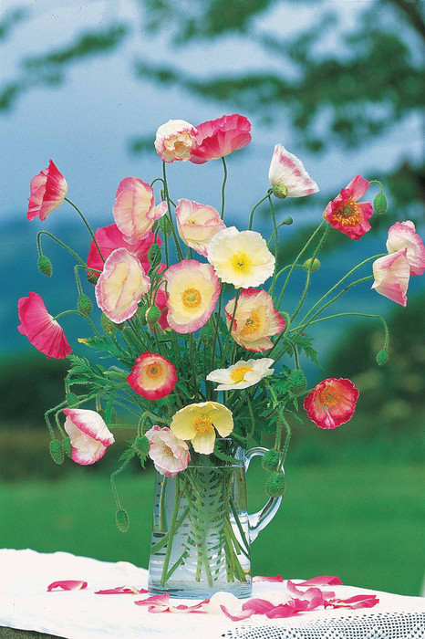 Buy Poppy Flower Seeds (Papaver) | Garden Poppies | Sarah Raven