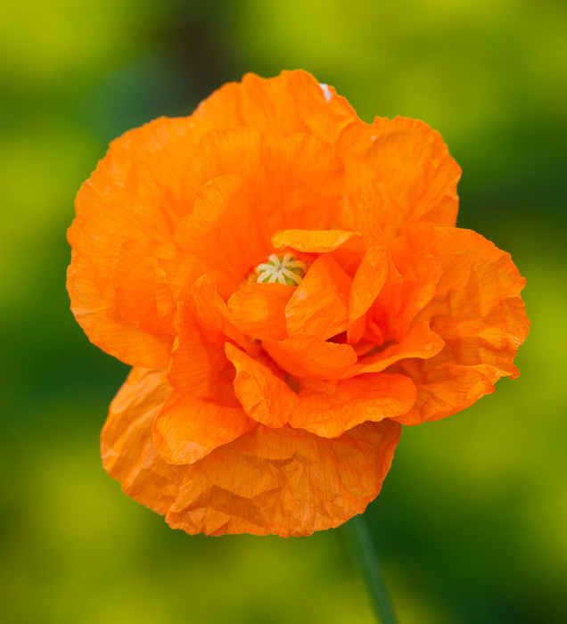 （カエサル）poppy Flower JACQUARD OFF カエサル様専用）poppy Flower JACQUARD OFF