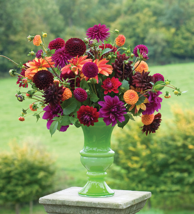 Buy Dahlia Collections | Dahlia Tuber & Plant Mixes | Sarah Raven