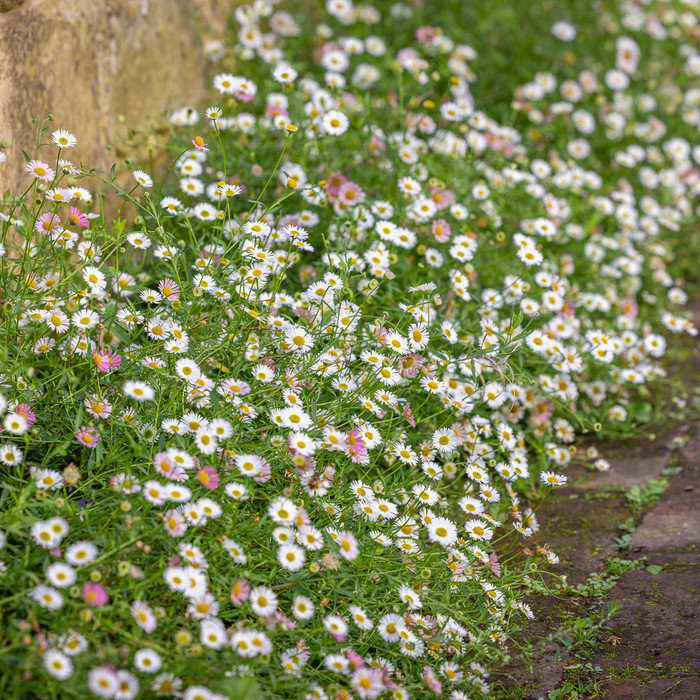 Seeds to Sow Now | June | Sarah Raven