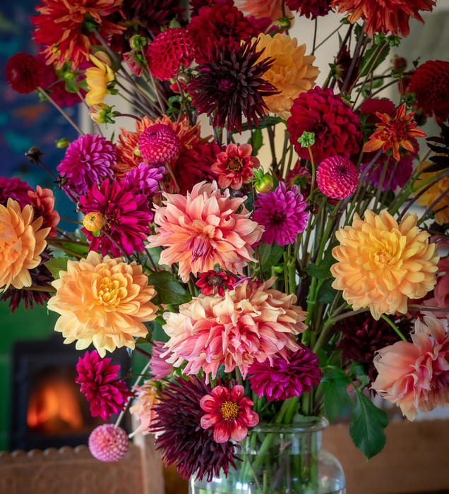 Buy Dahlia Collections | Dahlia Tuber & Plant Mixes | Sarah Raven