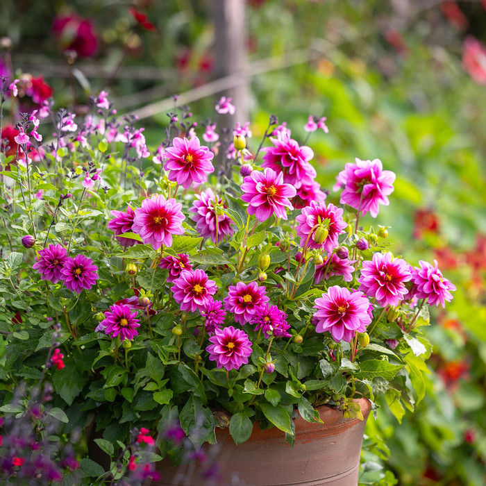 Buy Dahlia Plants | Garden Ready Potted Dahlias | Sarah Raven