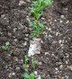 Buy Rocket 'Buzz' | Wild Rocket Seeds | Grow Your Own | Sarah Raven
