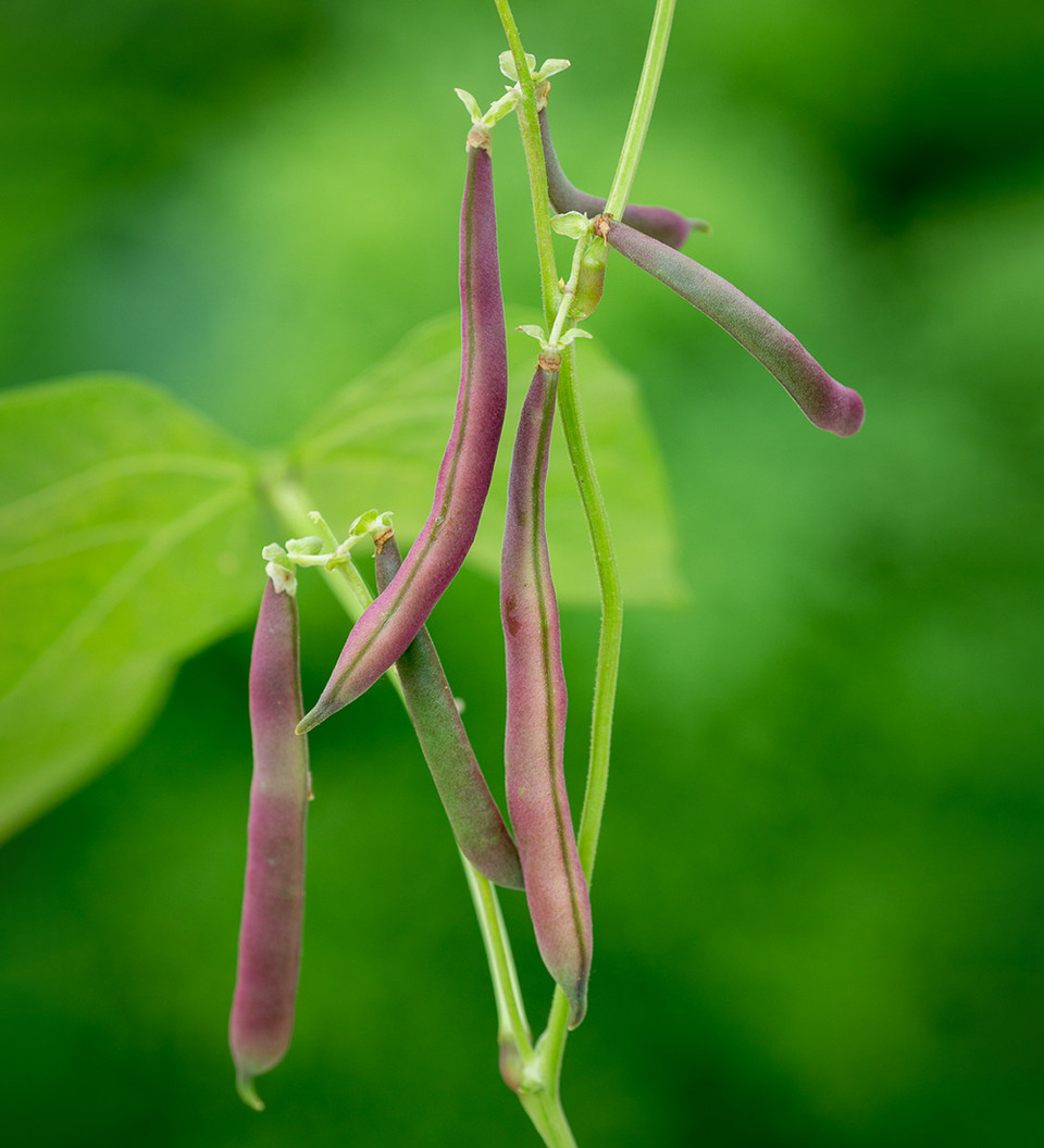 red swan beans