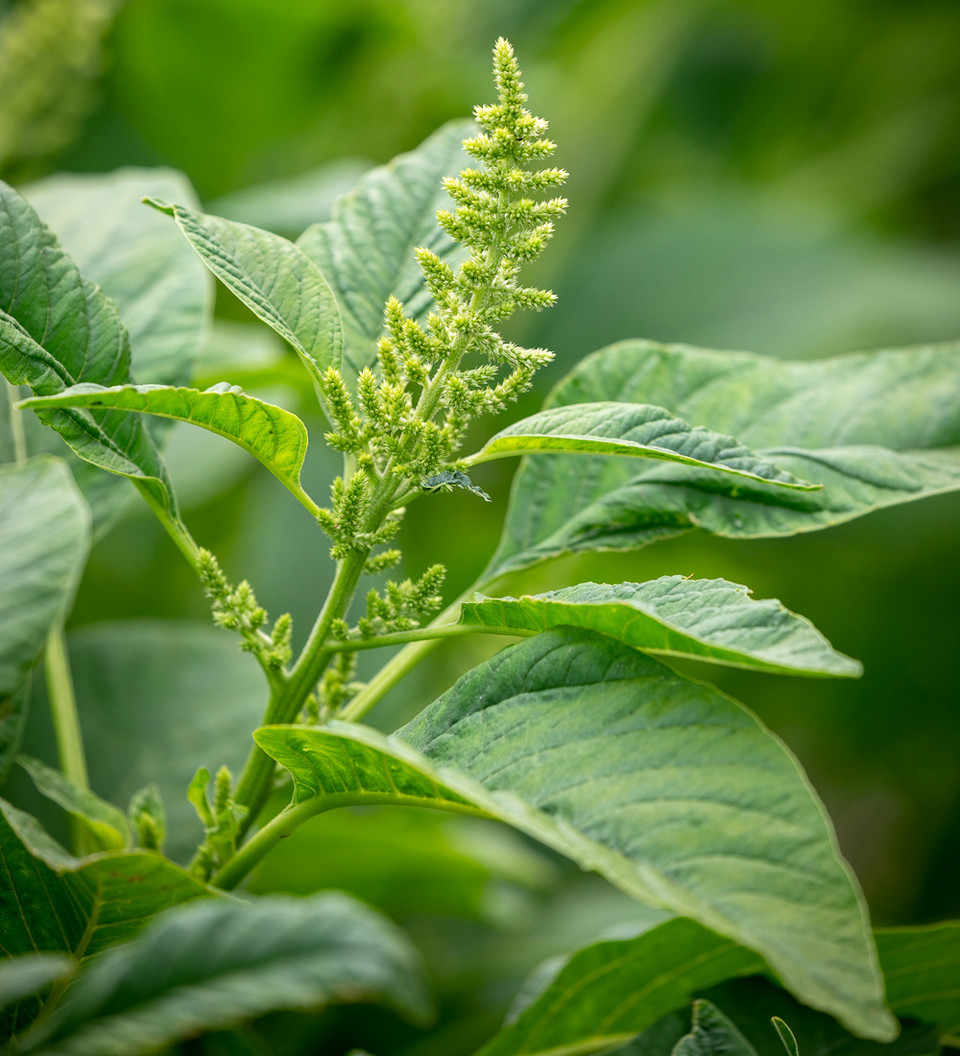 Joseph's Coat (Edible Amaranth, Amaranthus tricolor) 7 Amaranthus tricolor 'Green Giant'