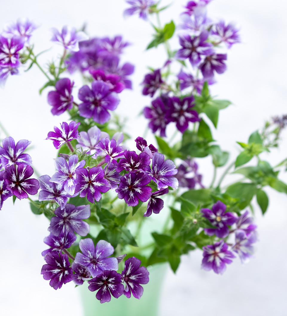 Annual Phlox (Phlox drummondii) 13 Phlox drummondii grandiflora 'Sugar Stars'