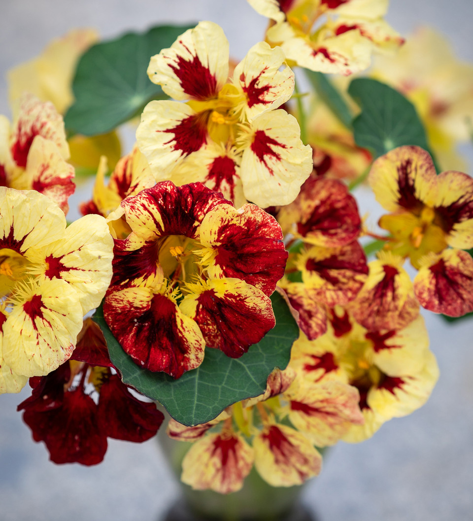 Buy Nasturtium 'Bloody Mary' Tropaeolum minus Sarah Raven