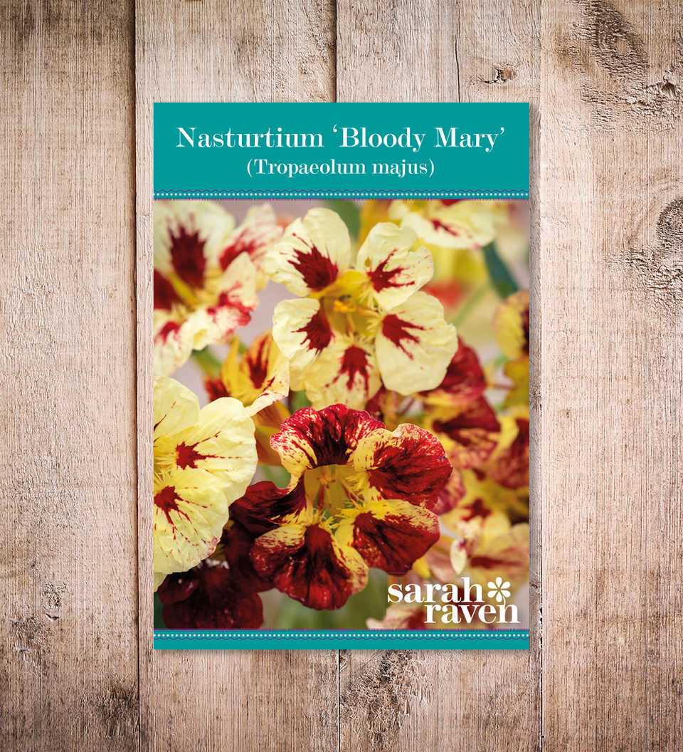 Buy Nasturtium 'Bloody Mary' Tropaeolum minus Sarah Raven