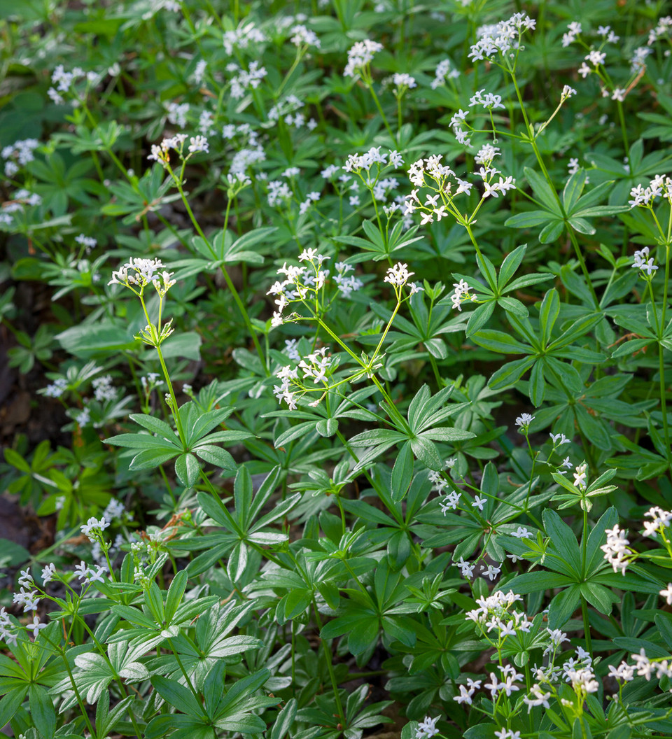 Sweet Woodruff (Galium odoratum) 13 Galium odoratum (Woodruff)