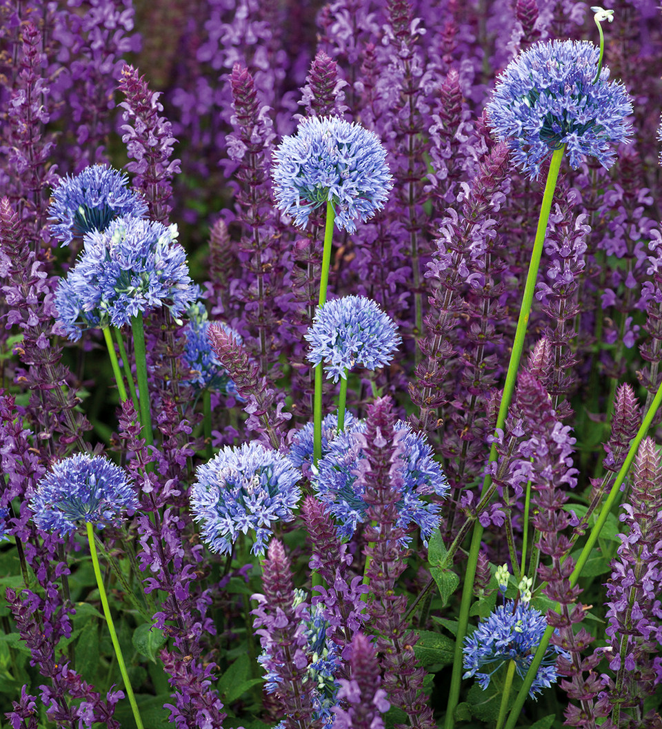 Buy Allium Caeruleum Bulbs Blue Alliums Sarah Raven