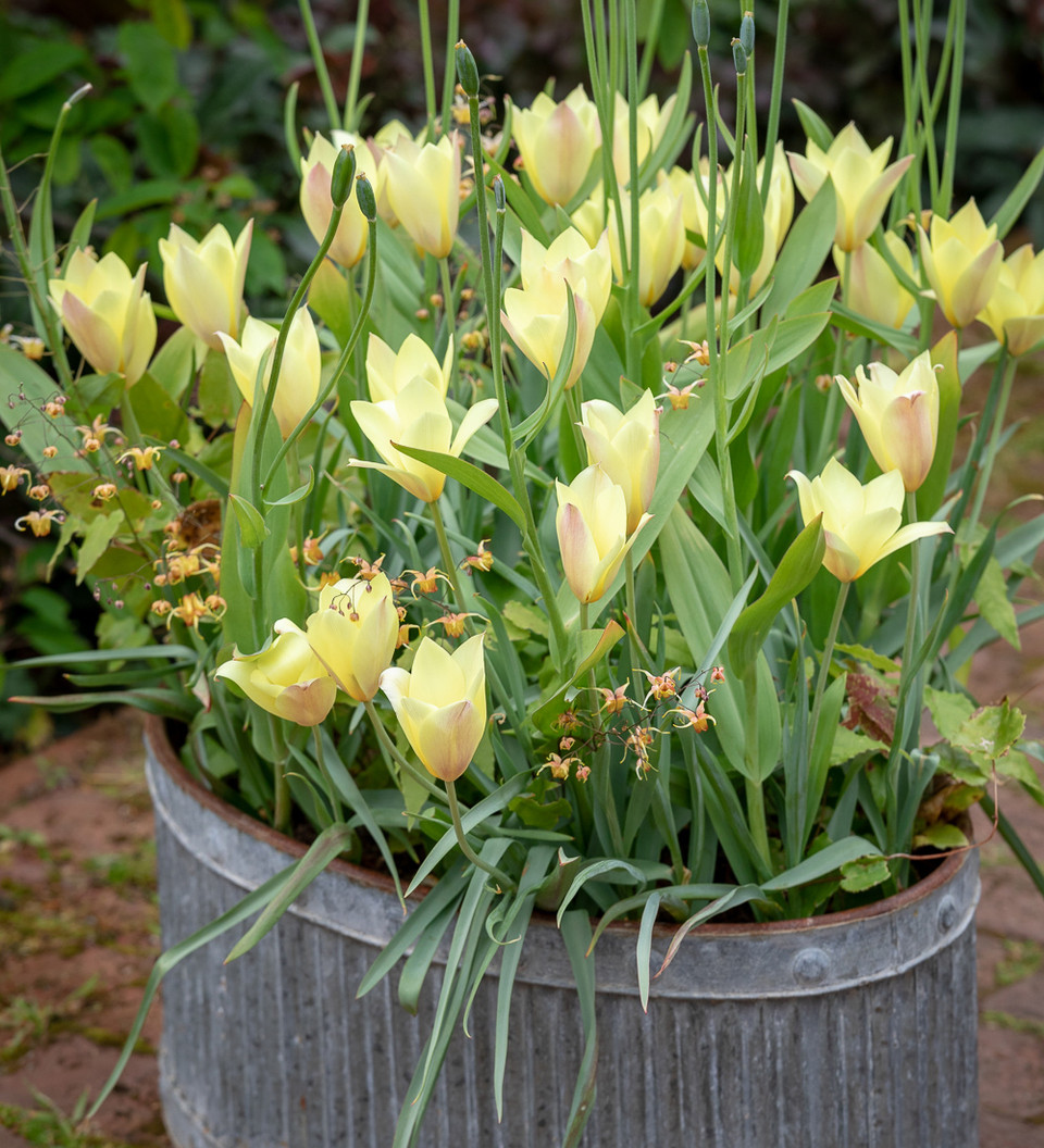 Buy Tulip linifolia &lsquo;Honky Tonk&rsquo; | (Batalinii Group) | Sarah Raven