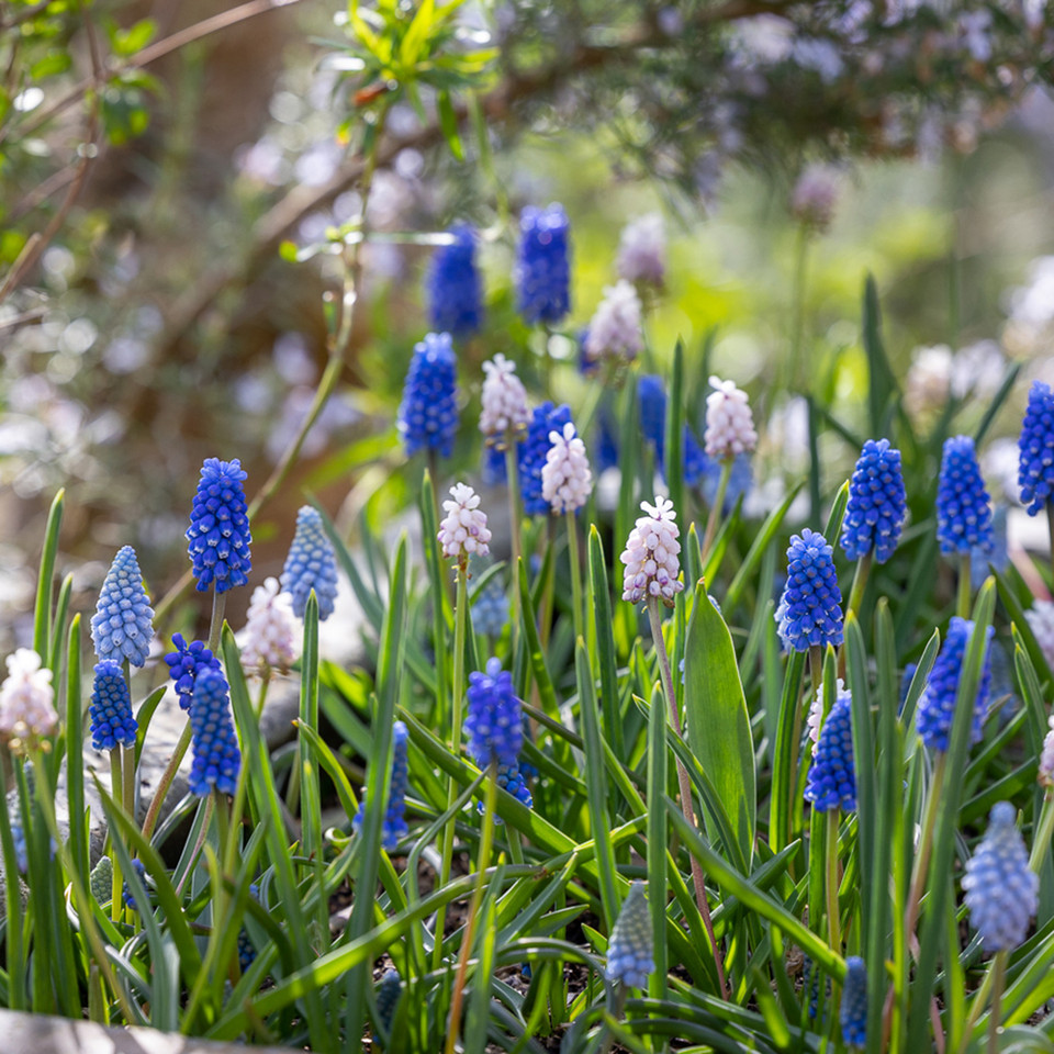 Buy Muscari Collection Grape Hyacinth Bulbs Sarah Raven