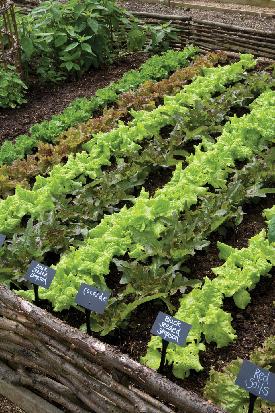 Black Plant Labels & Pen | Plant Markers | Sarah Raven