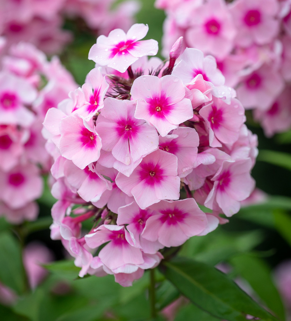 Buy Phlox Plants & Seedlings Sarah Raven