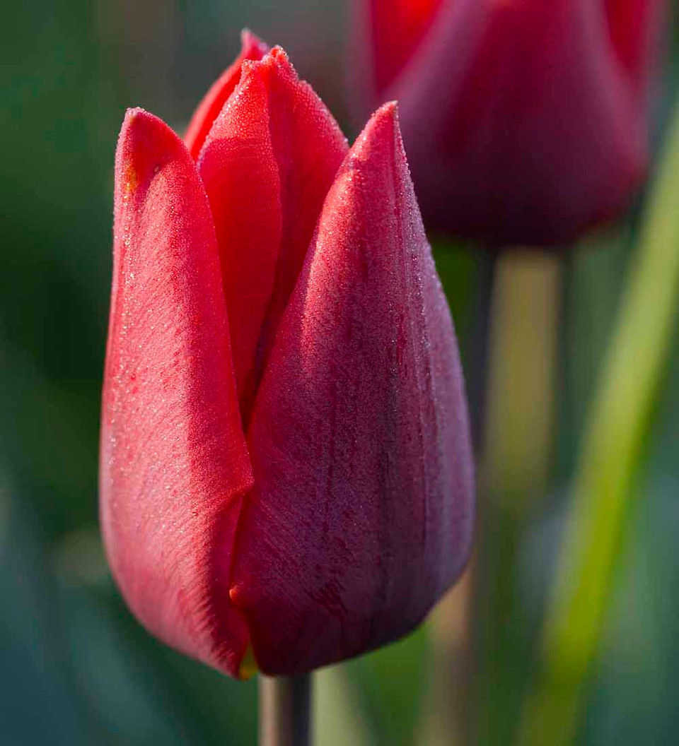 Tulip Collection Sarah Raven