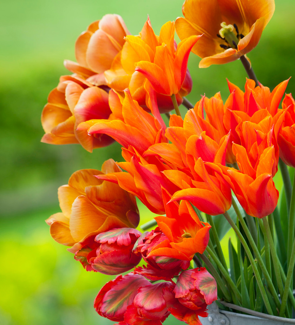 Buy Tulip 'Brown Sugar' Bulbs Sarah Raven