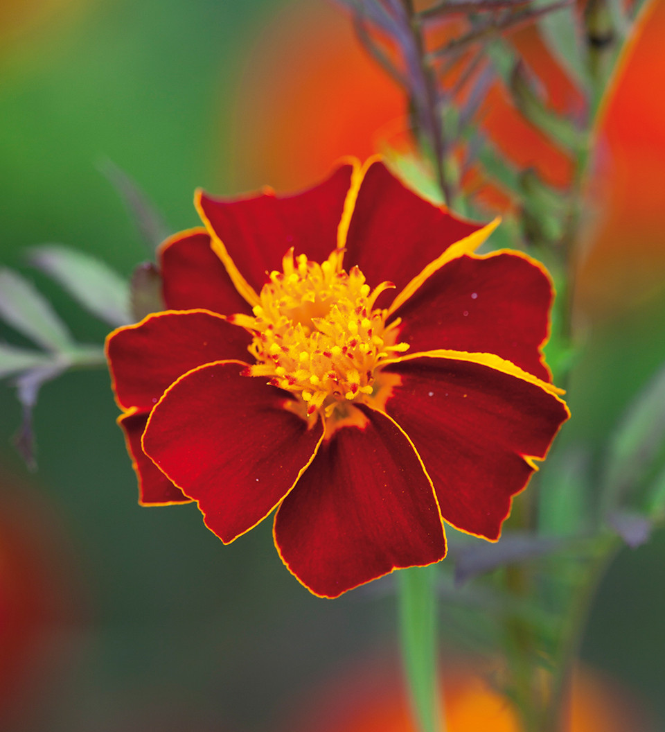 High Summer Cut Flower Collection Cut Flower Seeds Sarah Raven