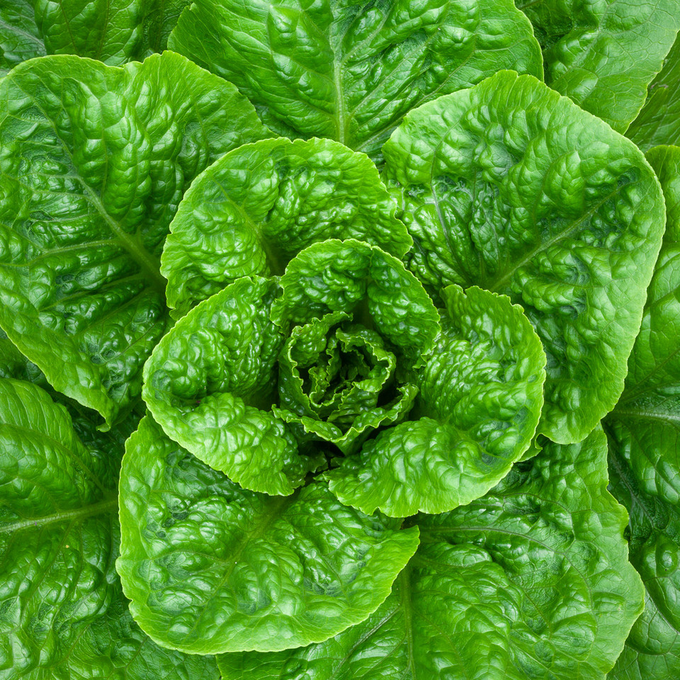 Buy Cos Lettuce Seed Mix Lettuce & Salad Seeds Sarah Raven