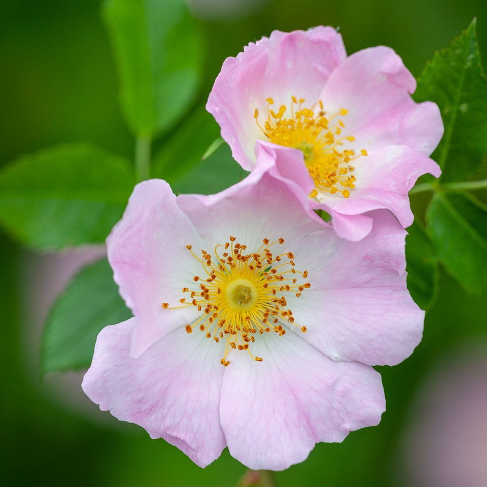 Buy Dog Rose Hedging UK Grown Dog Rose Plants Sarah Raven