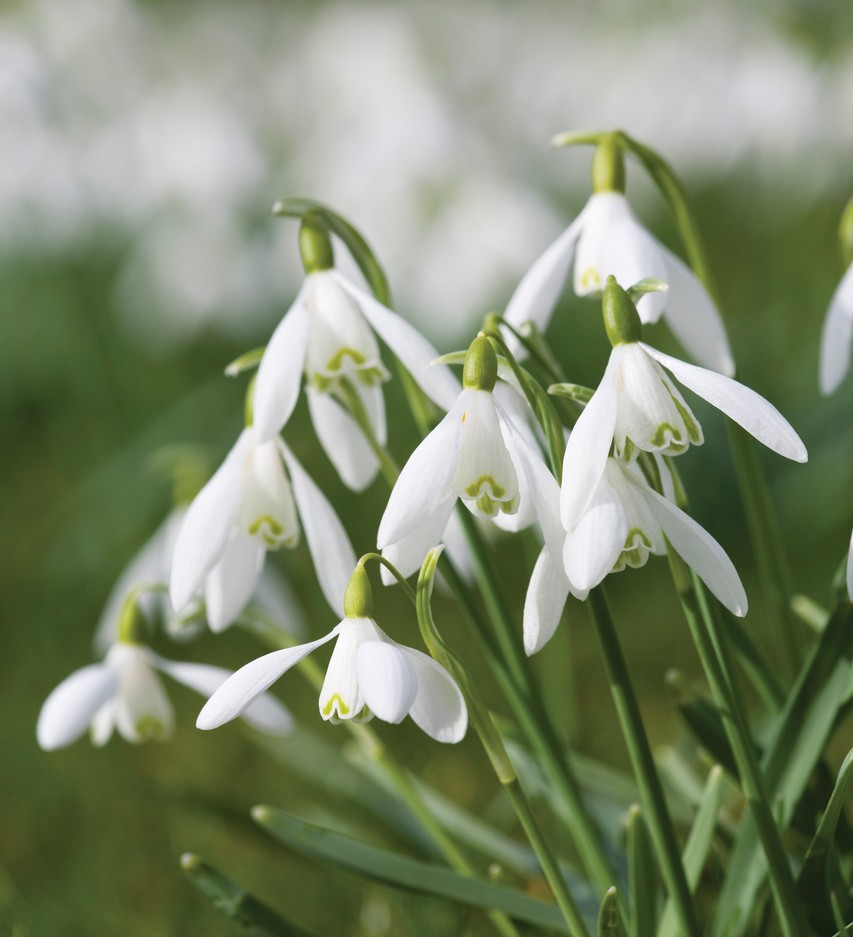 planting and naturalising bulbs in grass Sarah Raven