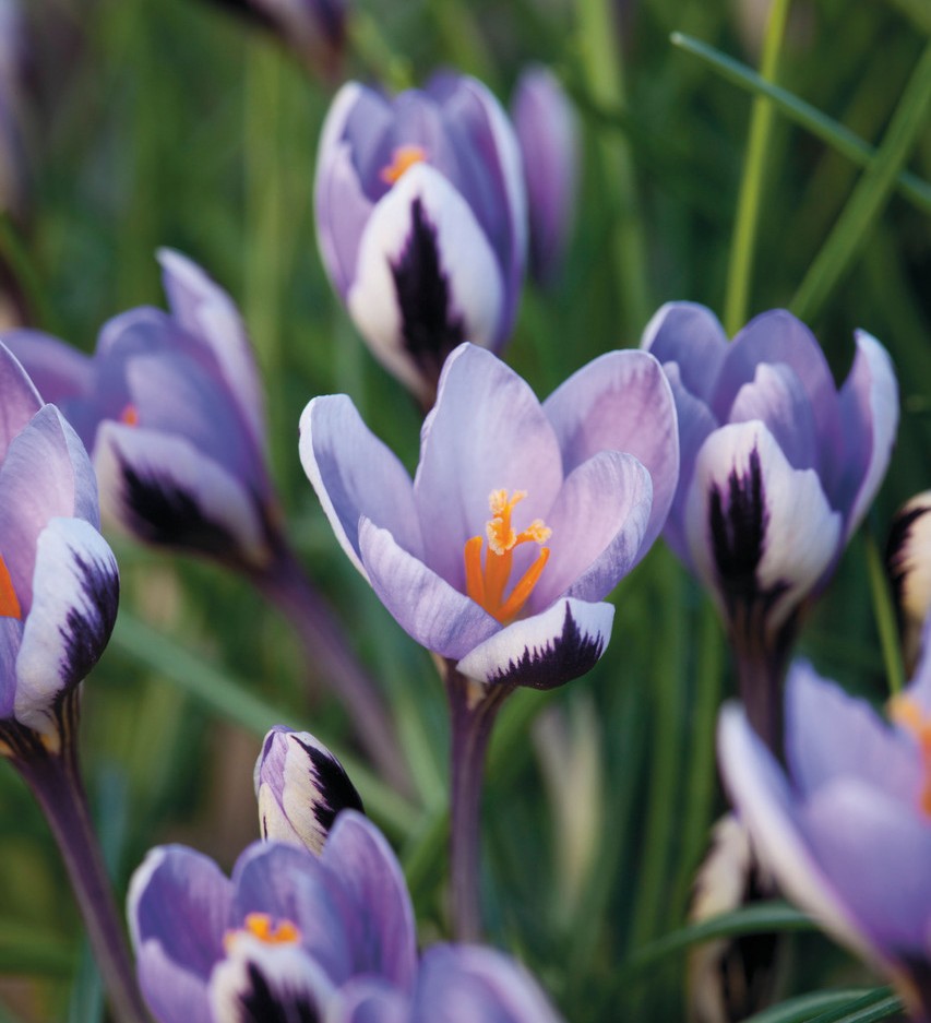 planting and naturalising bulbs in grass Sarah Raven
