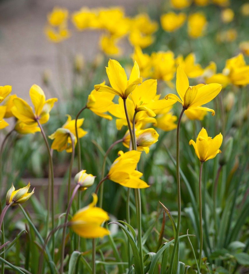 planting and naturalising bulbs in grass Sarah Raven