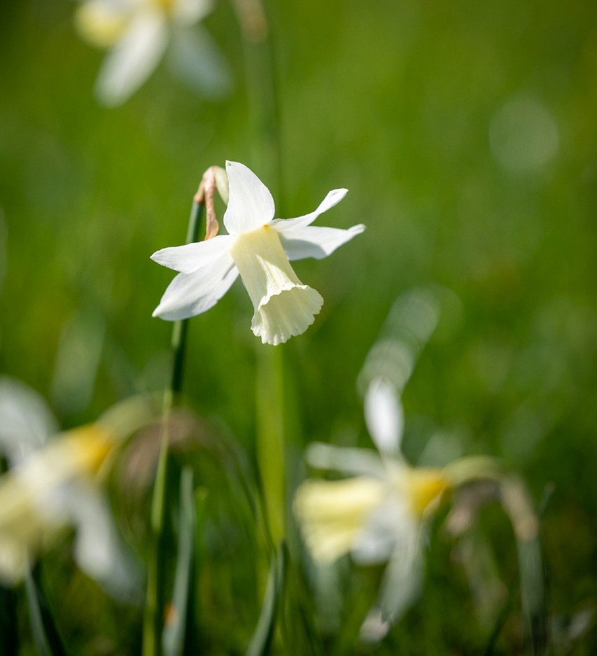 planting and naturalising bulbs in grass Sarah Raven