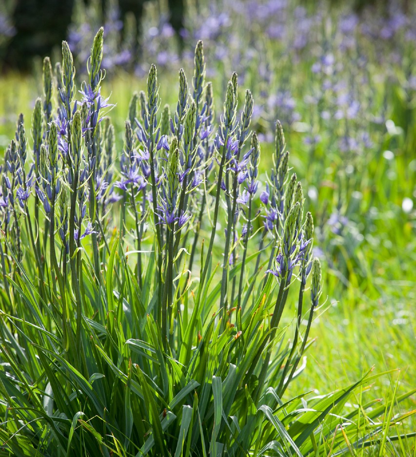 planting and naturalising bulbs in grass Sarah Raven