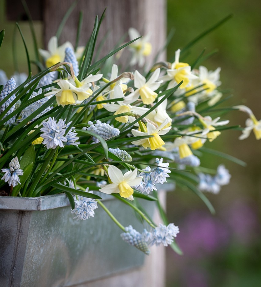 planting and naturalising bulbs in grass Sarah Raven