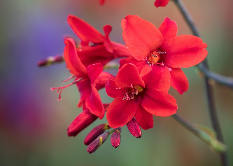 How to Plant, Grow & Care for Crocosmia | Sarah Raven