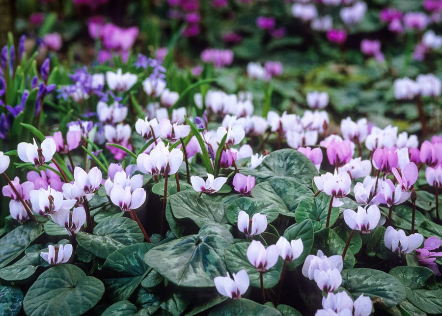 How to Plant, Grow & Care for Cyclamen | Sarah Raven