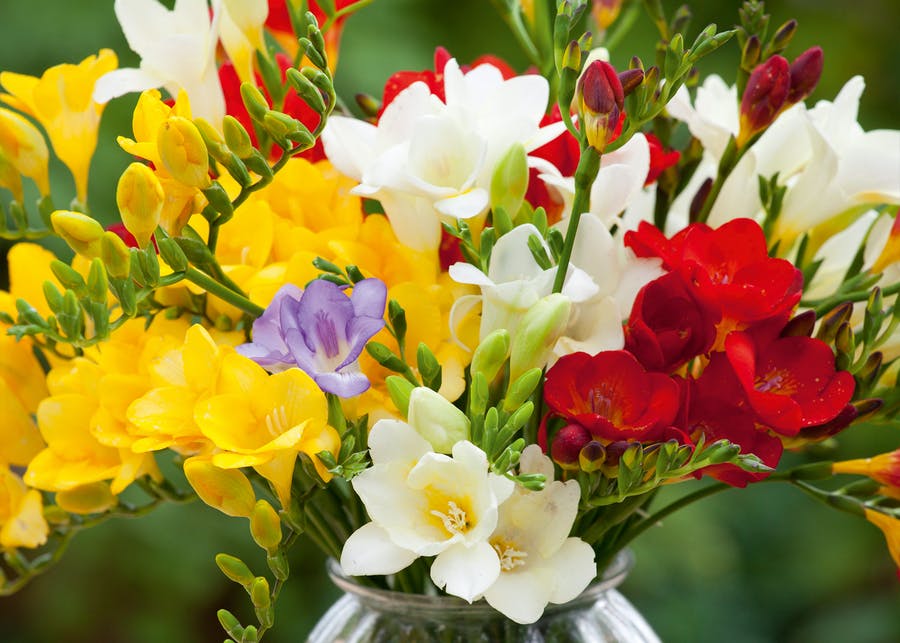 How to Plant, Grow & Care for Freesias Sarah Raven