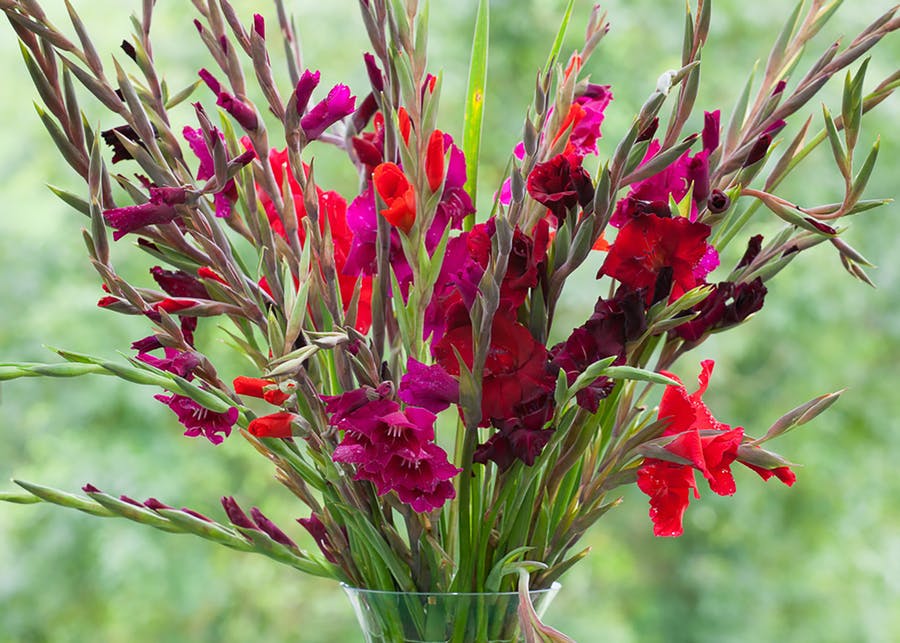 how to plant, grow & care for gladioli Sarah Raven