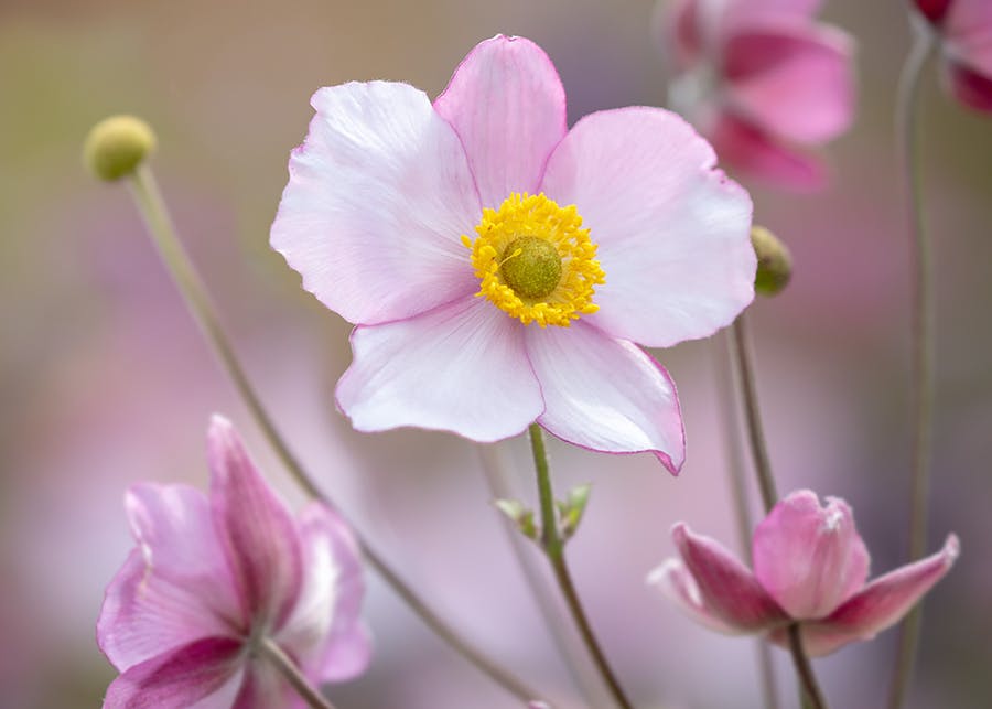 How to Plant, Grow & Care for Anemones | Sarah Raven