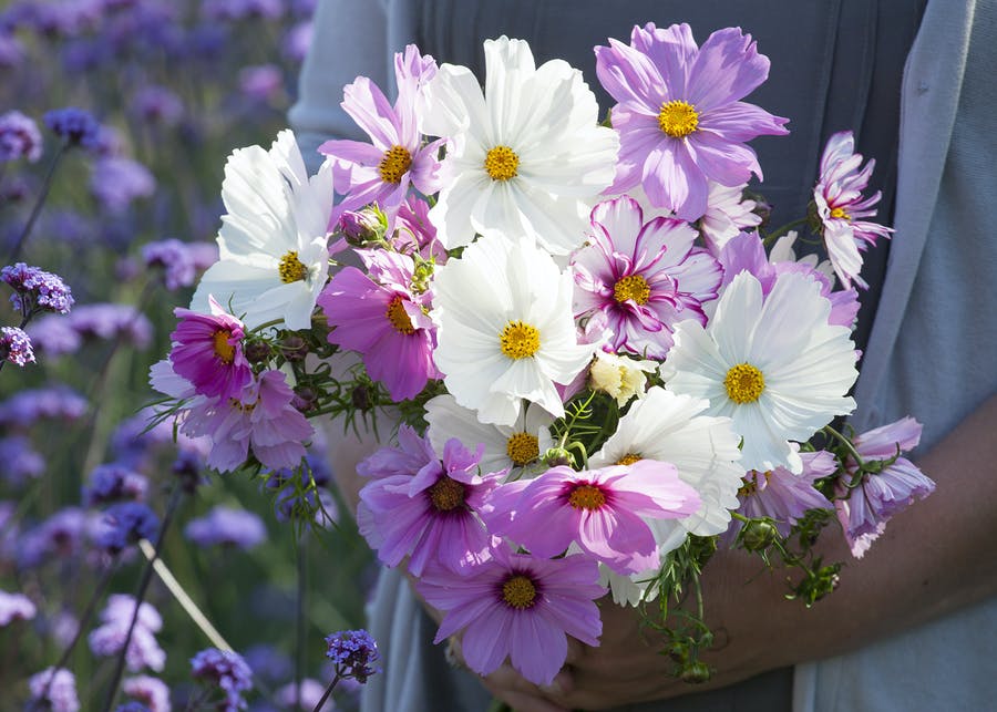How to Plant, Grow & Care for Cosmos Sarah Raven