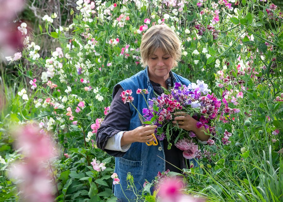 How to Plant, Grow & Care for Sweet Peas | Sarah Raven