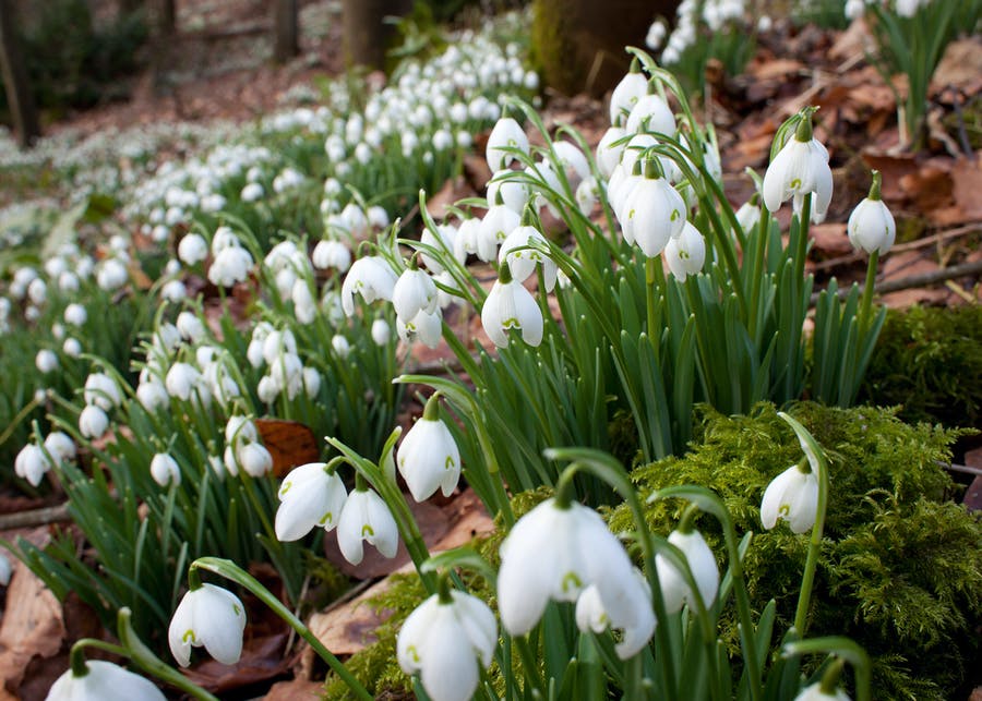 How to Plant, Grow & Care for Snowdrops Sarah Raven
